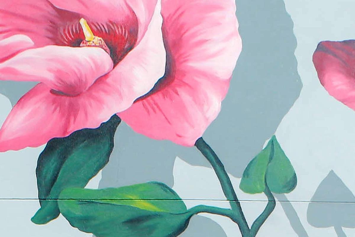 Gossypium Sturtianum