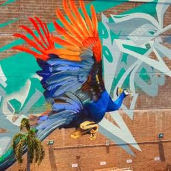Peacock