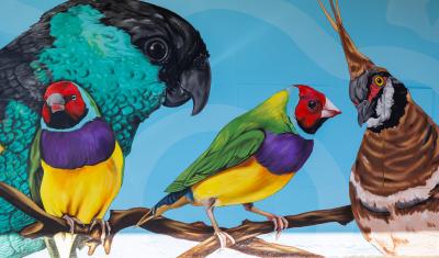 4 colourful birds
