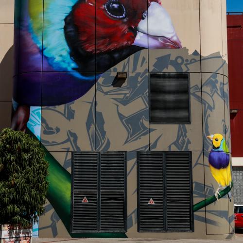 The Gouldian Finch